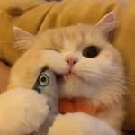 Daniela Torres avatar